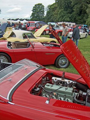 Sunday line up of Austin Healeys at Tatton Park