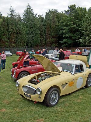 Sunday line up of Austin Healeys at Tatton Park