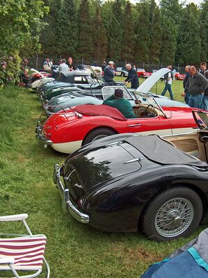 Sunday line up of Austin Healeys at Tatton Park