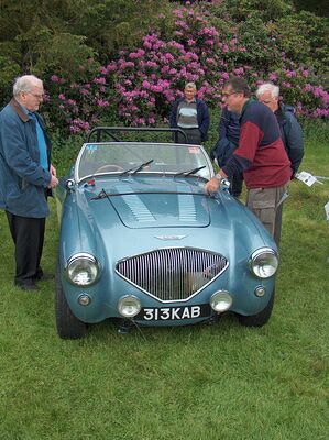 Sunday line up of Austin Healeys at Tatton Park